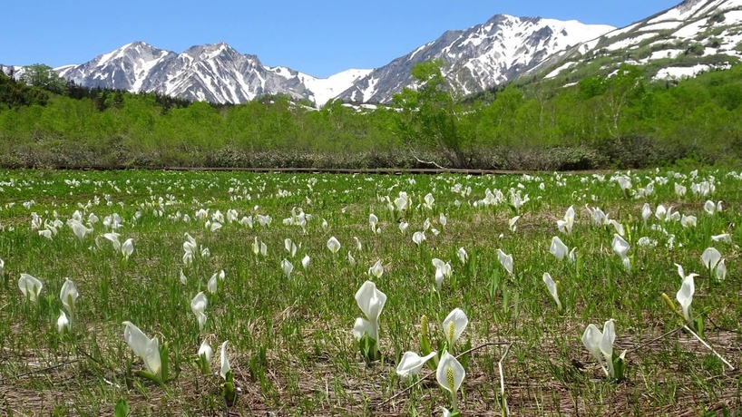 *[白馬の景色・春]栂池自然園のミズバショウは8月末まで見ることができます