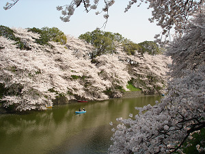 さくら千鳥が淵