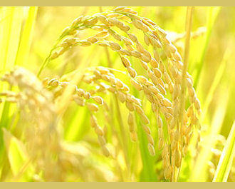 魚沼産コシヒカリ