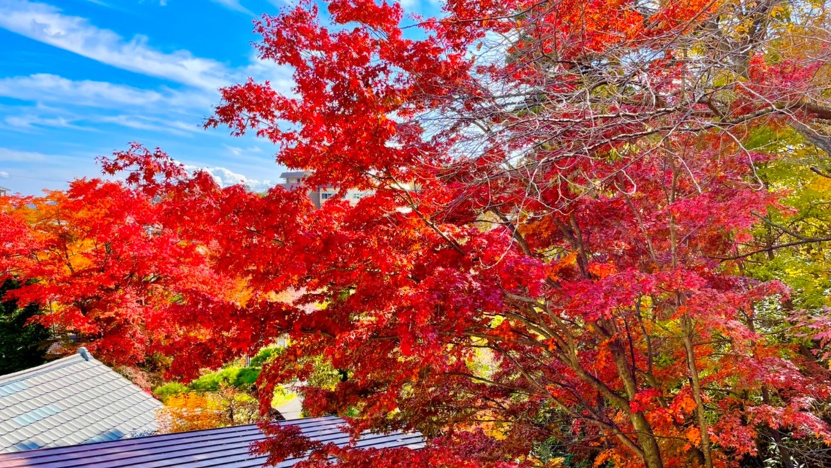 秋周辺の木々が美しく色づきます