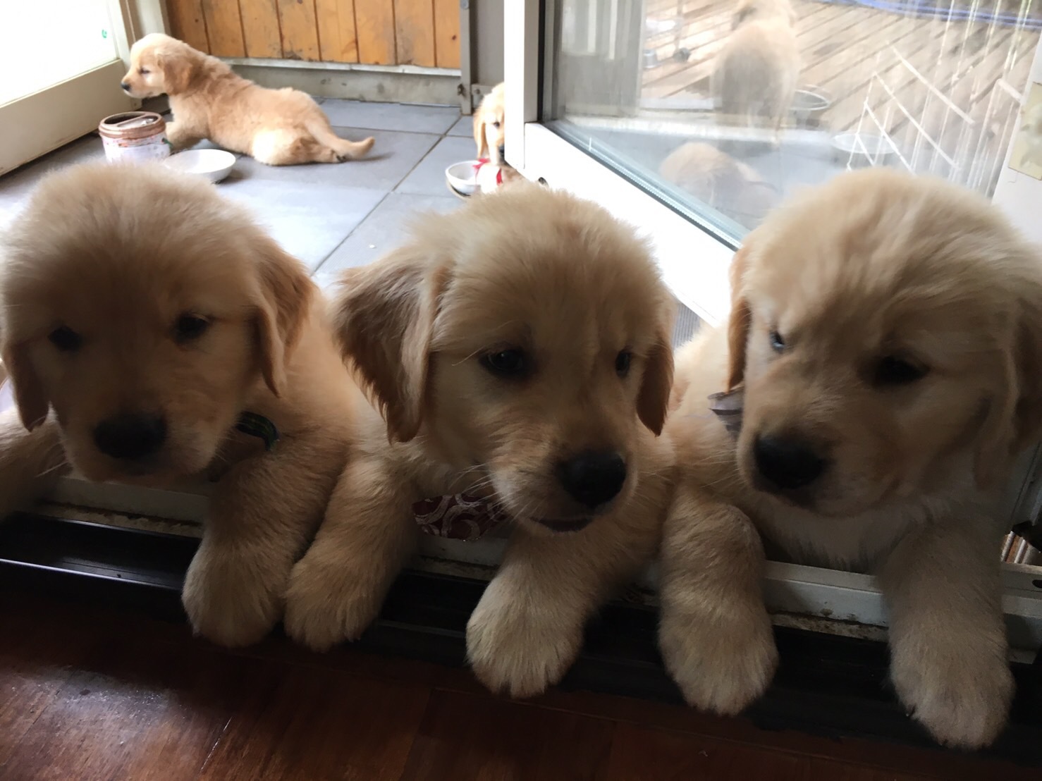 2016年11月に生まれた仔犬たち。コスモの兄妹たちです。