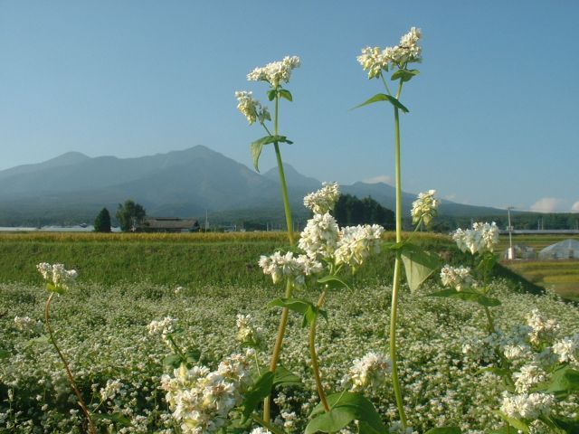 ソバの花と八ヶ岳