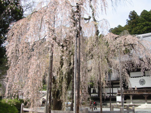 身延山樹齢400年しだれ桜