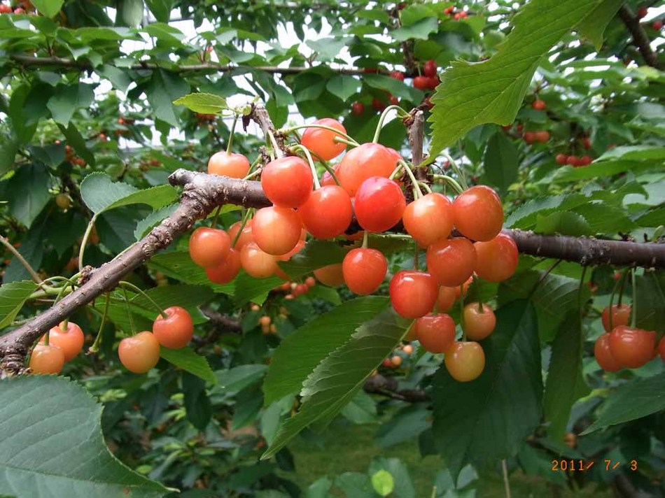 サクランボ狩り3