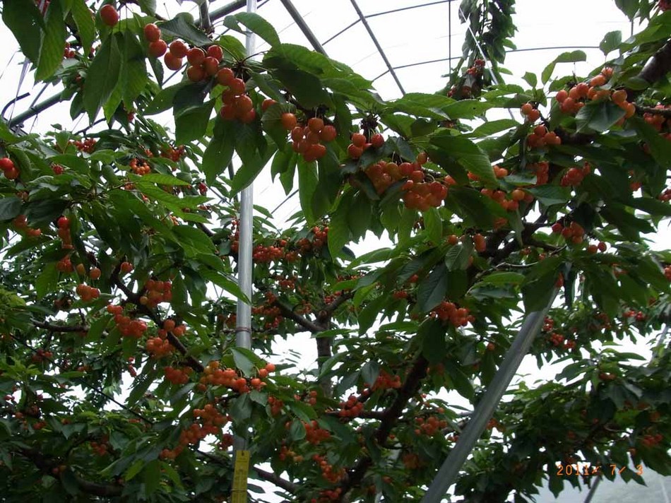 サクランボ狩り5