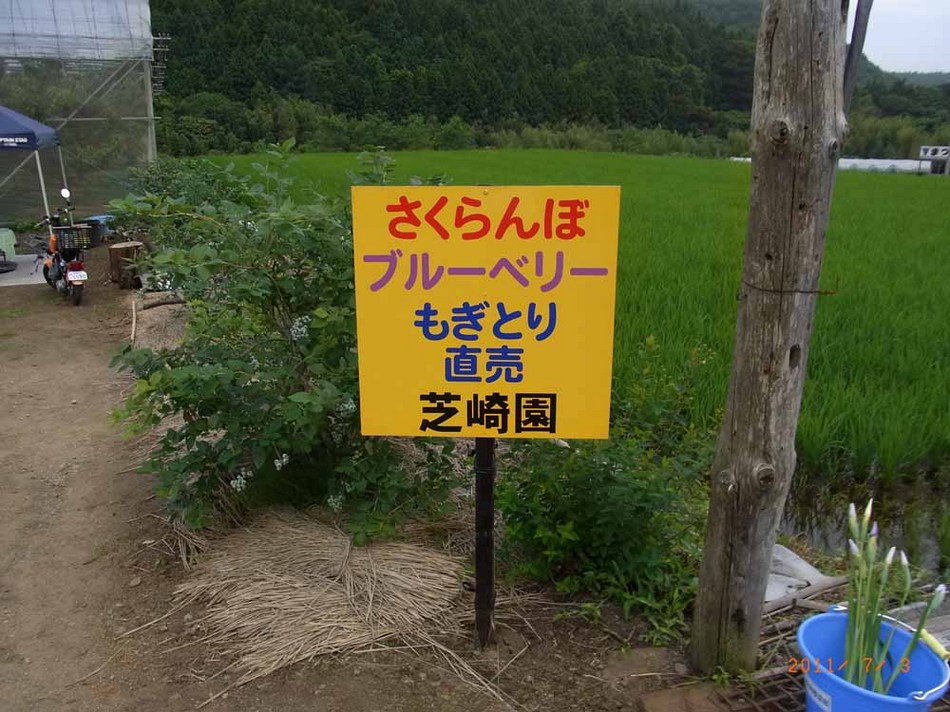 さくらんぼ狩り 芝崎園看板