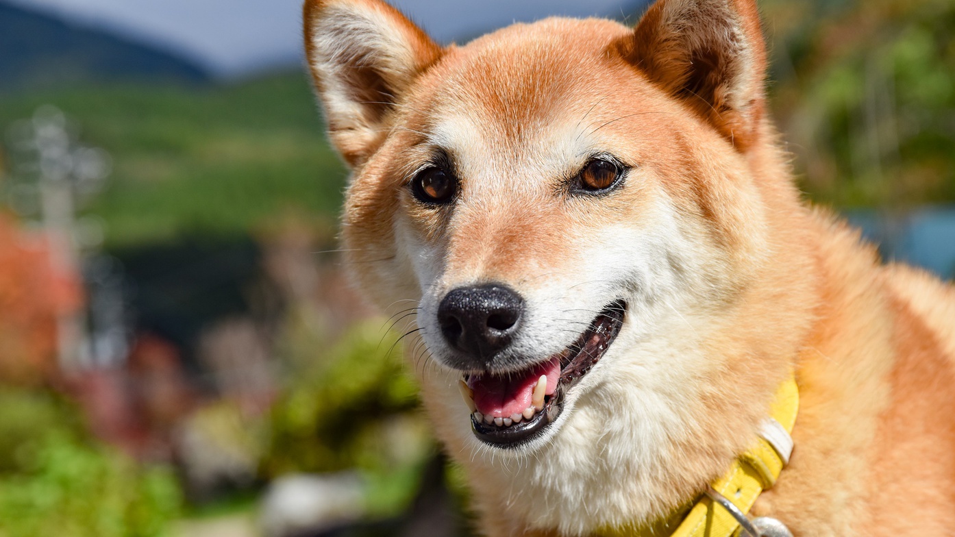 *【看板犬ゴロー】皆様をお出迎えします