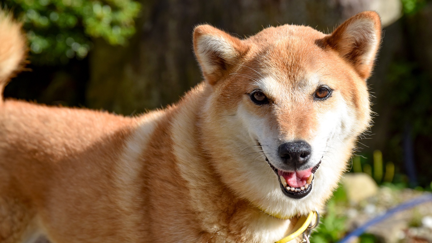 *【看板犬ゴロー】皆様をお出迎えします