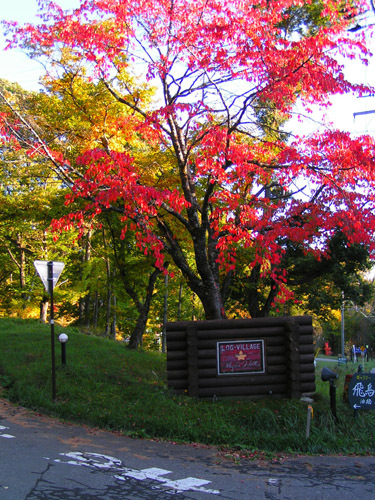 宿の入り口の紅葉