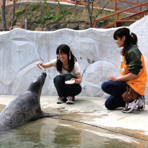 どうぶつ王国アザラシランチ