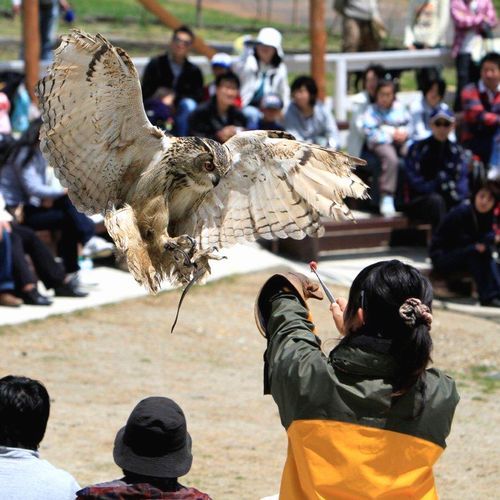 どうぶつ王国バードショー