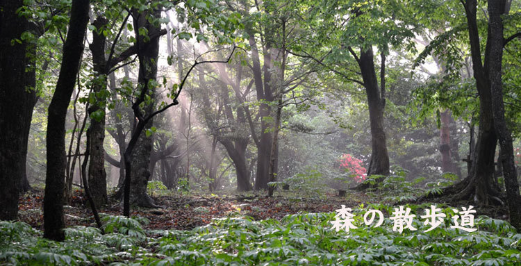 ２森の散歩道