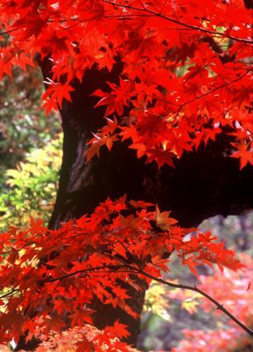 真っ赤に燃える紅葉