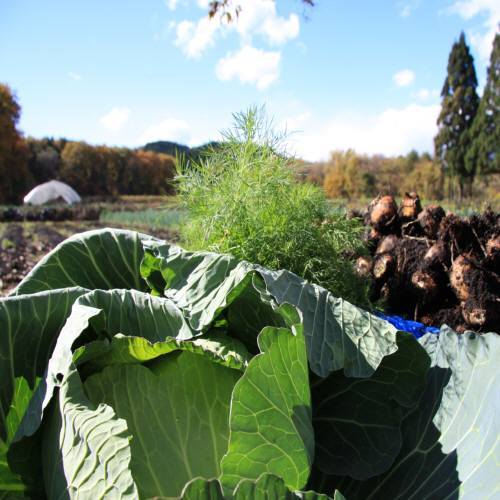 自家菜園の野菜500×500