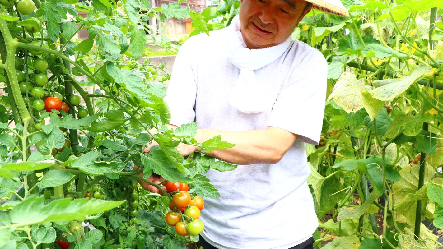 自家農園のトマトを収穫