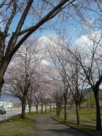 春の公園