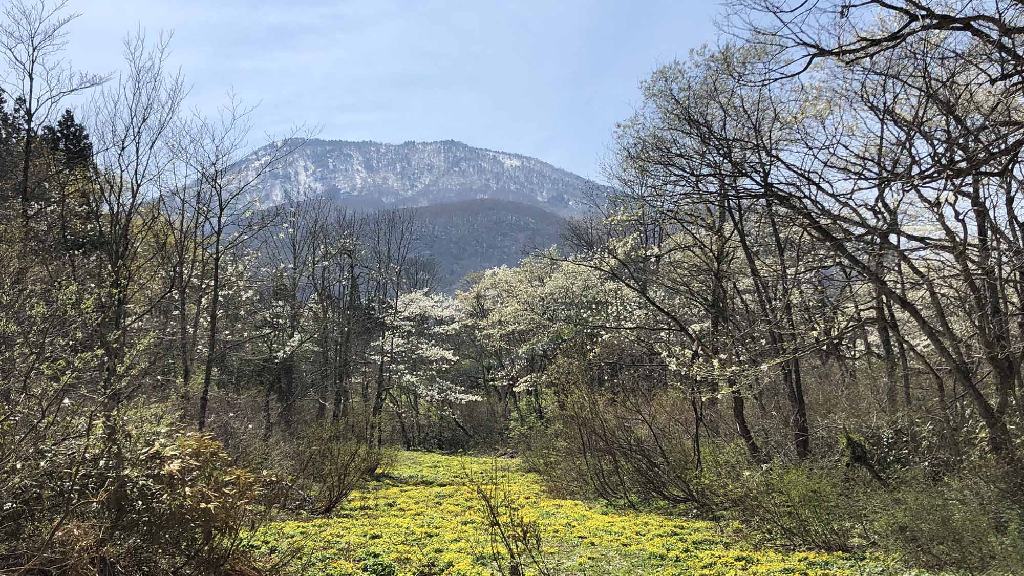 ・【御鹿湿原】春にはリュウキンカが一面に咲き、美しい風景を堪能できます！黒姫山の絶景スポットです