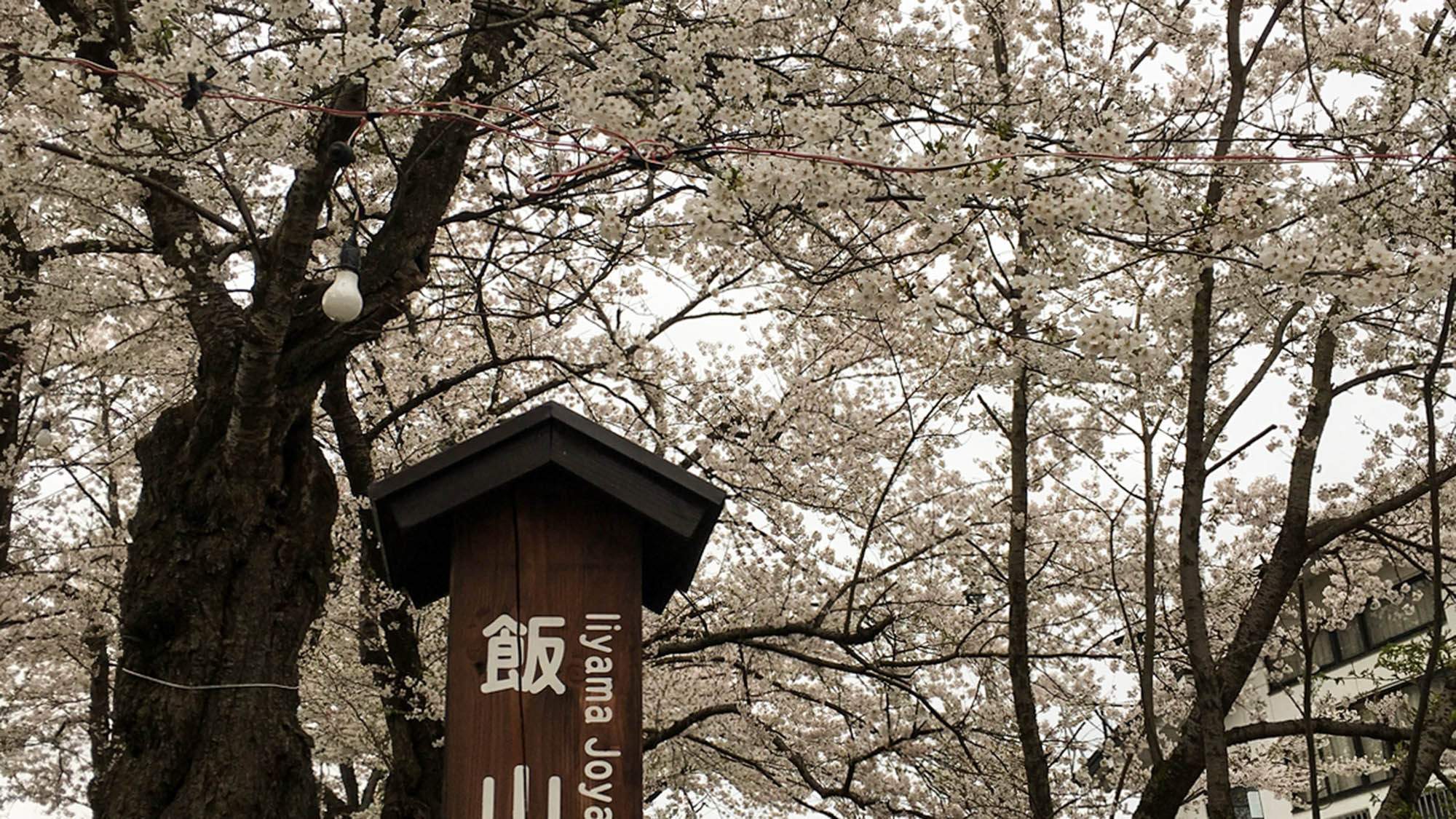 ・【周辺】飯山城址さくらまつり