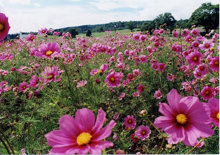 多種多彩なコスモスの花畑は可憐で清楚な雰囲気に包まれます。