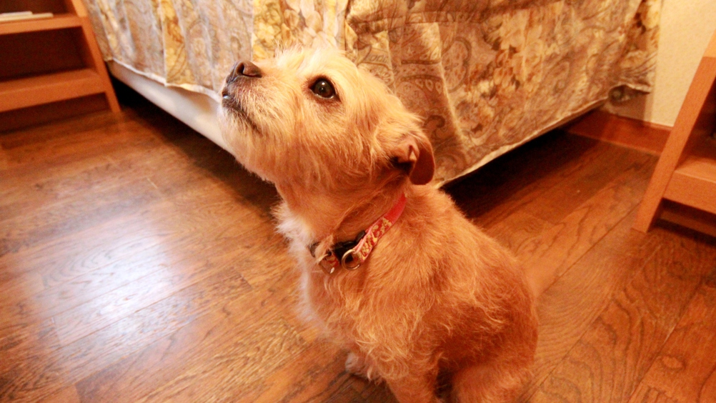 【ペットOK】小型犬〜中型犬は宿泊が無料！大切なペットとの素敵な思い出づくりのお手伝い♪