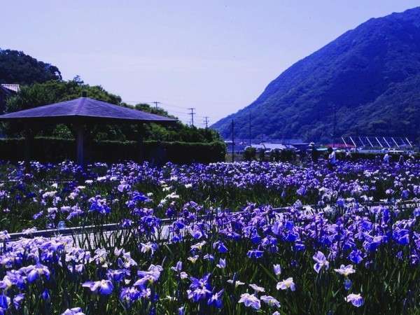 河津花菖蒲園