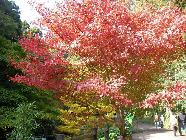 河津七滝の紅葉天城路もみじまつり開催中