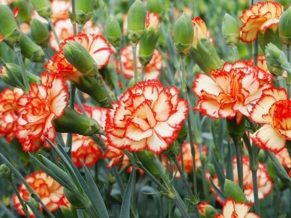 カーネーション見本園