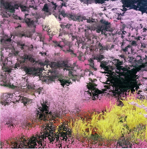 花見山春 見頃は4月中旬から。