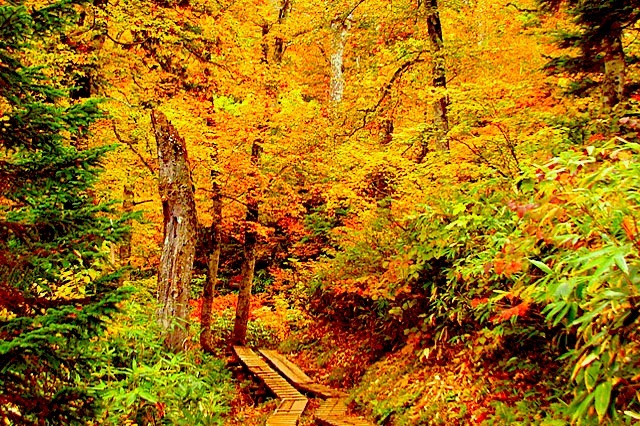 尾瀬ケ原草紅葉／鳩待峠〜山の鼻