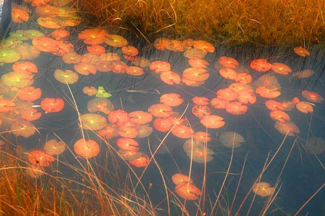 尾瀬ケ原草紅葉／ヒツジグサ