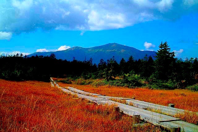 尾瀬アヤメ平草紅葉／アヤメ平／至仏山