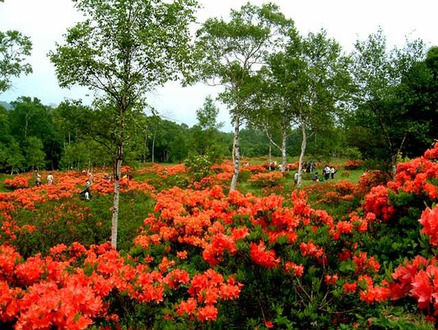 武尊高原のツツジ