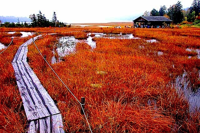 尾瀬ケ原草紅葉／尾瀬沼／大江湿原