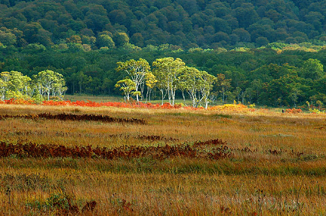 尾瀬ケ原草紅葉／中田代