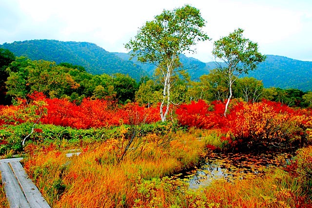 尾瀬ケ原草紅葉／下田代の紅葉