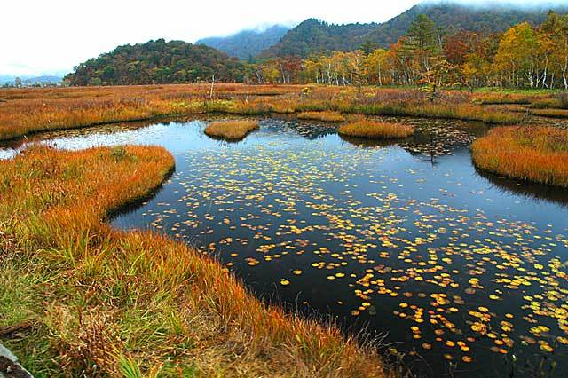 尾瀬ケ原草紅葉／池塘(ちとう)牛首