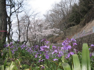 2011.04.11だいこん花と桜