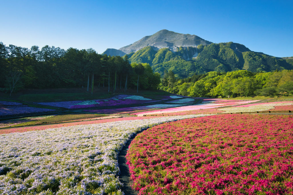 芝桜