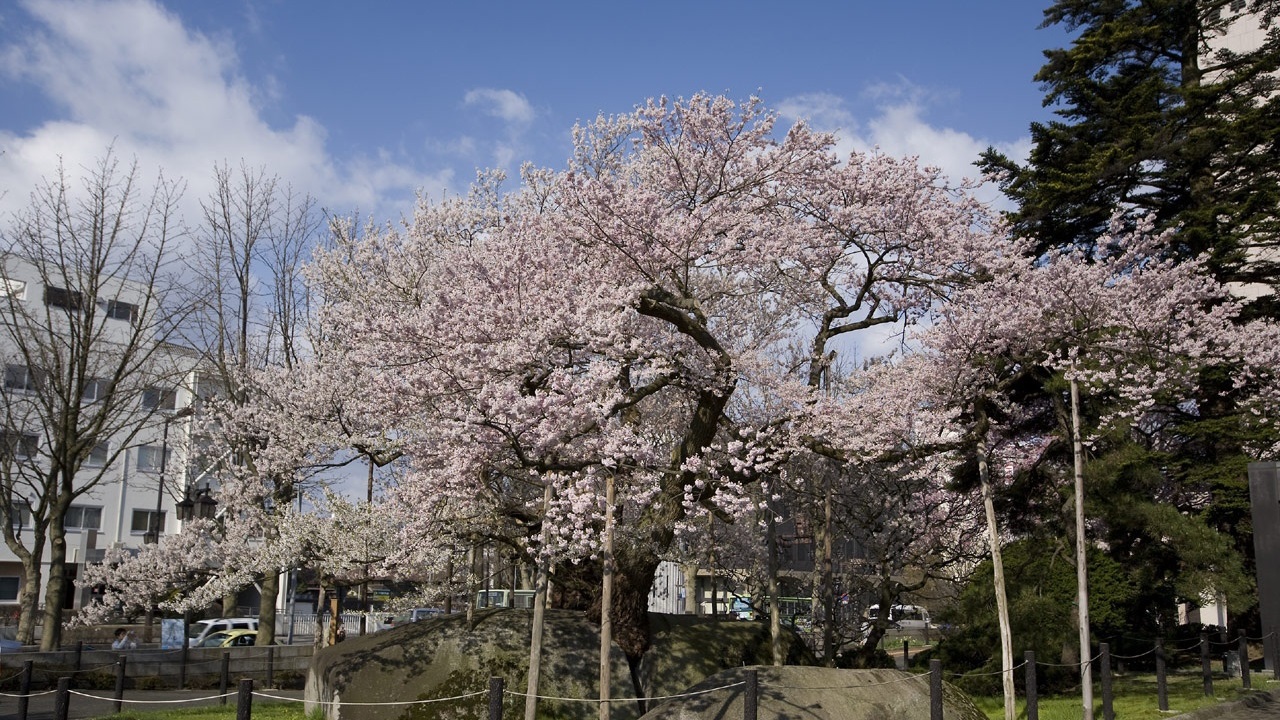 石割桜／当ホテルより徒歩10分