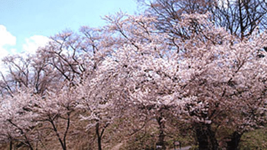 *【周辺】桜