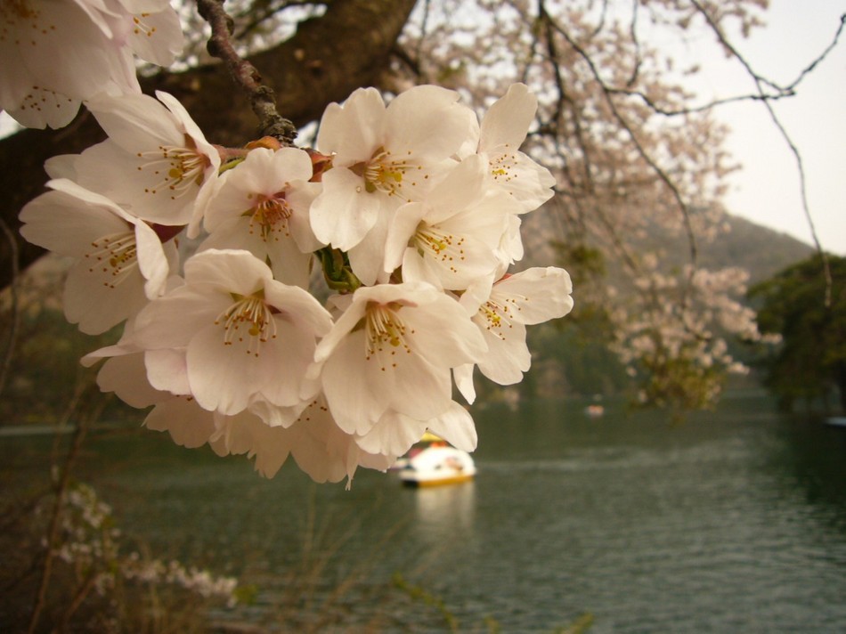 北竜湖と桜