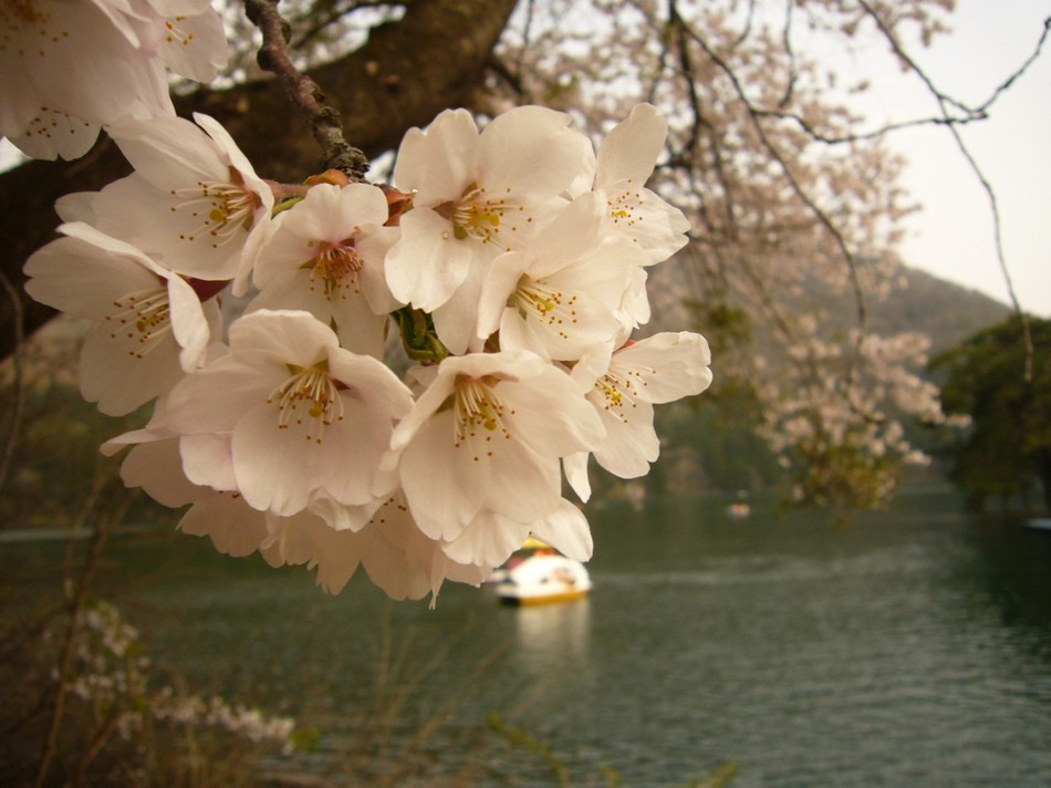 北竜湖と桜