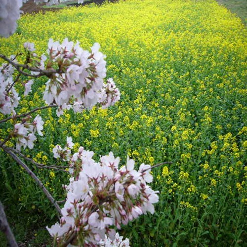 野澤溫泉萬年藤莊