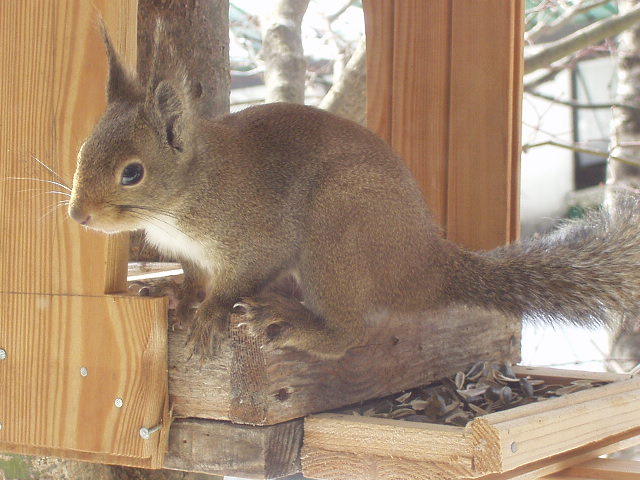 リスも遊びに来ます