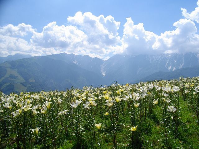 岩岳ユリ園