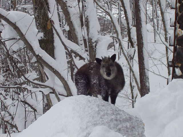 宿に遊びに来たカモシカ