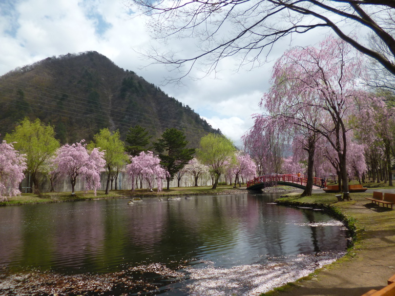 湯沢中央公園桜1