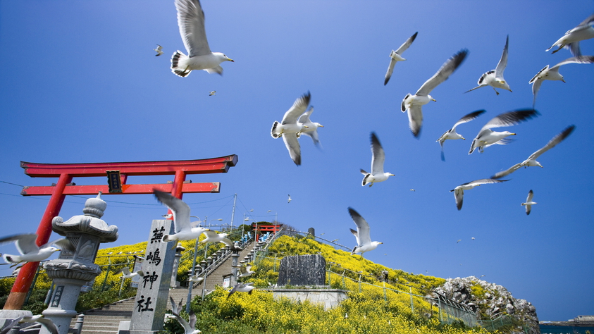 【蕪島（かぶしま）】毎年３月〜８月頃までウミネコが飛来して子育てを行います。