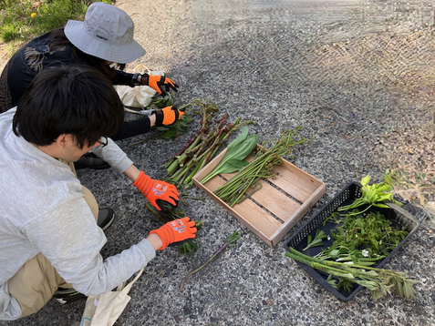 山菜採り