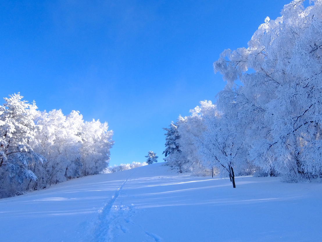 青空と雪、樹氷！青と白の2色の世界